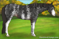 Horse Color:White Spotted Liver Chestnut 