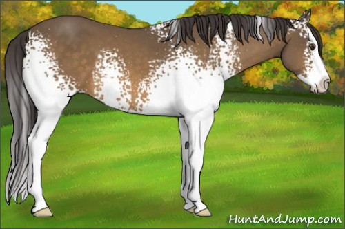 Horse Color:White Spotted Buckskin Mushroom Splash 