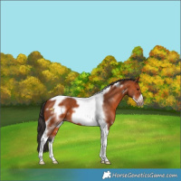 Horse Color:Bay Tobiano Frame 
