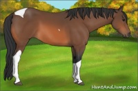 Horse Color:Bay Tobiano 