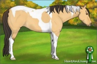 Horse Color:Buckskin Dun Tobiano
