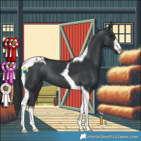 Horse Color:White Spotted Black Tobiano 