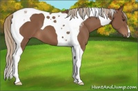 Horse Color:Chestnut Tobiano
