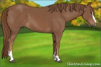Horse Color:Chestnut Sabino