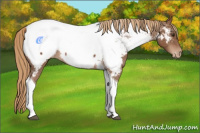Horse Color:Chestnut Tobiano Appaloosa