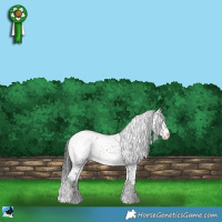 Horse Color:Brown Onyx Sabino Appaloosa 