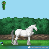 Horse Color:Brown Onyx Sabino Appaloosa