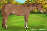 Horse Color:Red Roan 