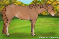 Horse Color:Red Roan