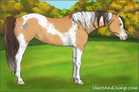 Horse Color:Buckskin Splash Tobiano Appaloosa 