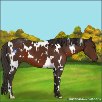 Horse Color:White Spotted Liver Chestnut 