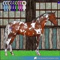 Horse Color:White Spotted Silver Brown