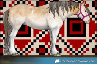 Horse Color:White Spotted Buckskin 