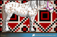 Horse Color:Bay Dun Appaloosa 