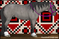 Horse Color:Blue Roan 
