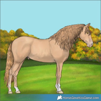 Horse Color:Gold Champagne