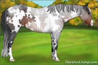 Horse Color:White Spotted Brown Roan 