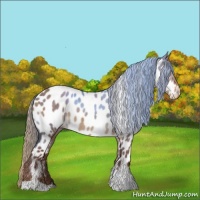 Horse Color:Liver Red Dun Tobiano Appaloosa 