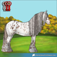 Horse Color:White Spotted Liver Chestnut Appaloosa  and White Spotted Gold Champagne Dun Appaloosa 
