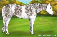 Horse Color:White Spotted Silver Black Splash