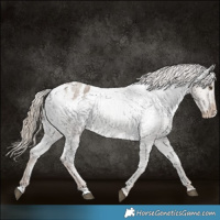 Horse Color:Liver Red Dun Roan Appaloosa 