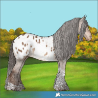 Horse Color:White Spotted Liver Red Dun Tobiano Appaloosa 