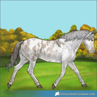 Horse Color:Liver Red Dun Roan Appaloosa 