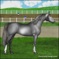 Horse Color:Gray White Spotted Liver Chestnut 