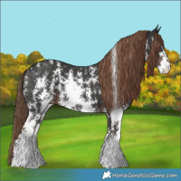 Horse Color:Liver Chestnut Sabino