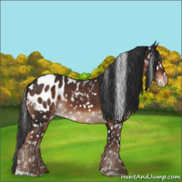 Horse Color:Liver Chestnut Appaloosa 