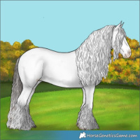 Horse Color:White Spotted Liver Chestnut Appaloosa 