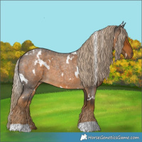 Horse Color:White Spotted Chocolate Palomino Roan 