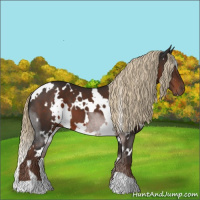 Horse Color:White Spotted Liver Chestnut 