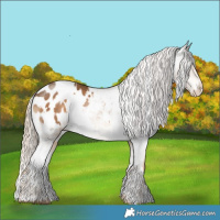 Horse Color:White Spotted Chocolate Palomino Appaloosa 