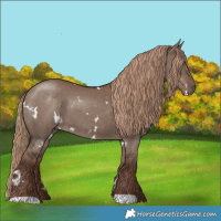 Horse Color:White Spotted Liver Red Dun 