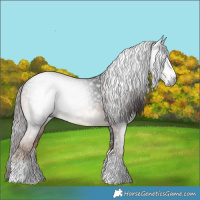 Horse Color:Gray Liver Chestnut Sabino Rabicano