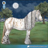Horse Color:White Spotted Chocolate Palomino Dun Appaloosa  and White Spotted Buckskin Dun Appaloosa 