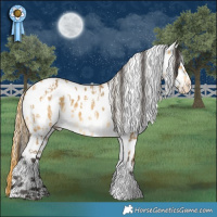 Horse Color:White Spotted Chocolate Palomino Dun Appaloosa and White Spotted Buckskin Dun Appaloosa
