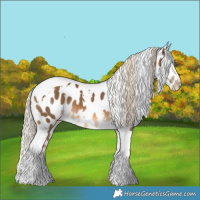 Horse Color:White Spotted Chocolate Palomino Tobiano Appaloosa 