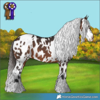 Horse Color:White Spotted Brown Appaloosa 