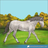 Horse Color:Liver Red Dun Sabino Appaloosa 