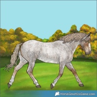 Horse Color:Chocolate Palomino Roan Sabino 