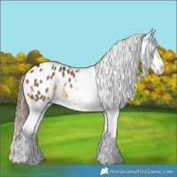 Horse Color:Buckskin Splash Appaloosa 