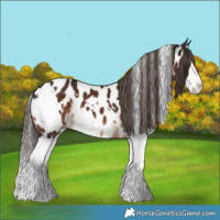 Horse Color:White Spotted Liver Chestnut Splash Near Leopard 