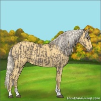 Horse Color:Silver Black and Palomino Tobiano Rabicano