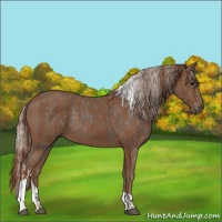 Horse Color:Silver Black  and Chestnut Tobiano Rabicano 