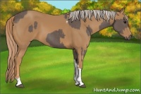 Horse Color:Silver Black  and Chestnut Tobiano Rabicano 