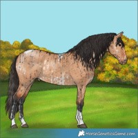 Horse Color:Brown Onyx Mushroom Splash Frame Rabicano  and Bay Dun Tobiano 