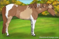 Horse Color:Red Dun and Chestnut Tobiano Rabicano