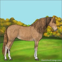Horse Color:Bay Dun  and Chestnut Tobiano Rabicano 